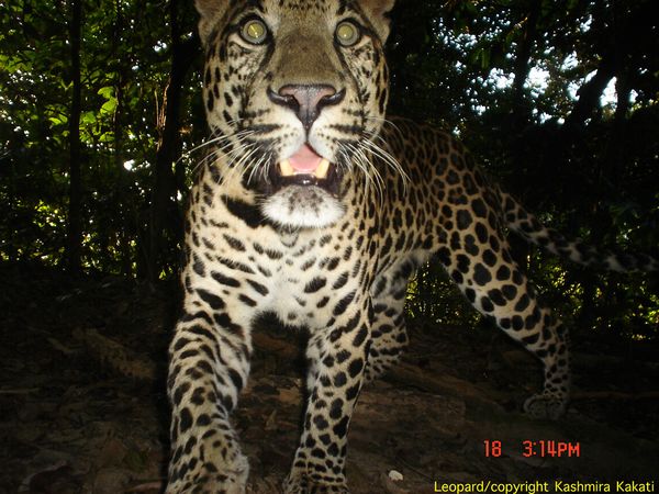 highest-big-cat-diversity-leopard_16730_600x450